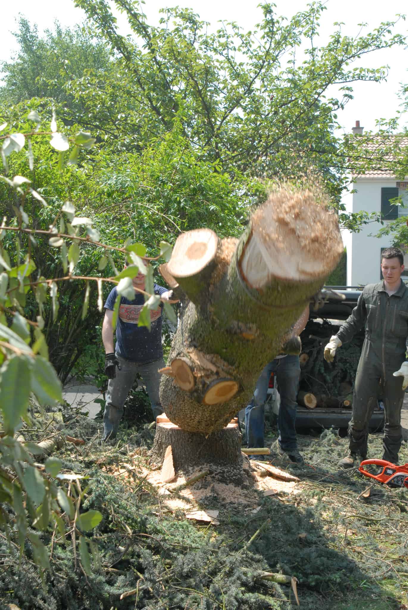 Comment faire pourrir une souche d’arbre rapidement ? Conseils Ecolovie Projet