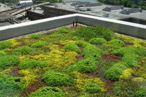 plantes toit vegetal
